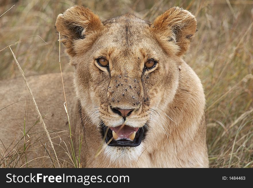 Lioness face on with flies on nose