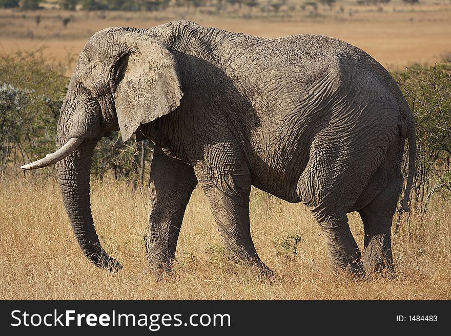 Profile of an African Elephant