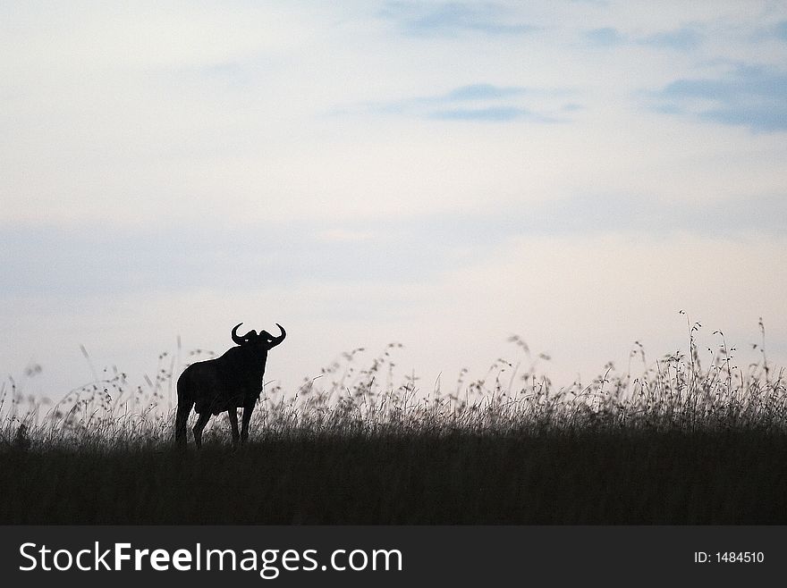 Silhouette of Lone Wildebeest on the horizon