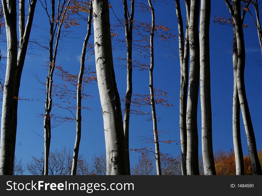 Trees in fall with blue sky