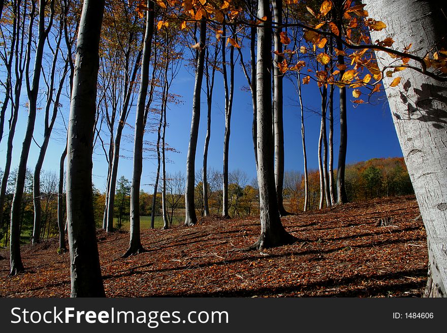 Forest in fall with blue sky