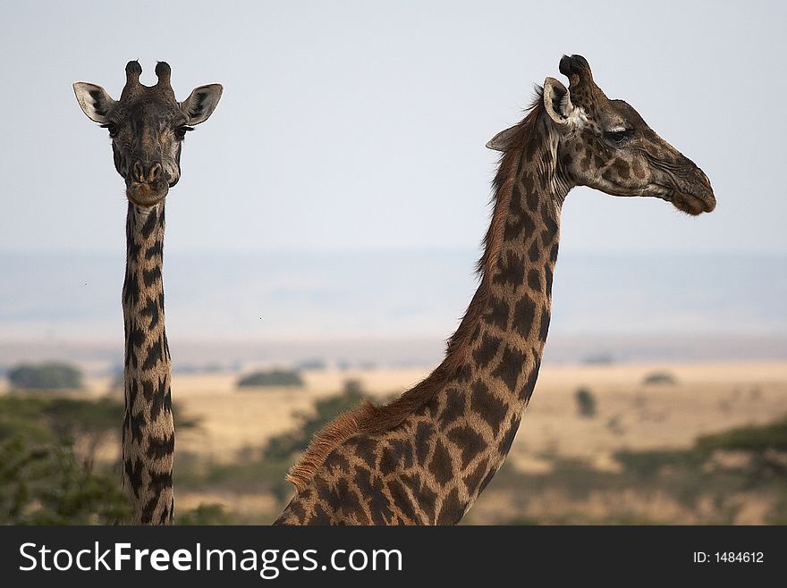 Pair of Giraffes, one in profile, one head-on