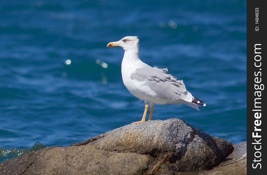 Seagul waiting a rock with the sea in the backgound. Seagul waiting a rock with the sea in the backgound