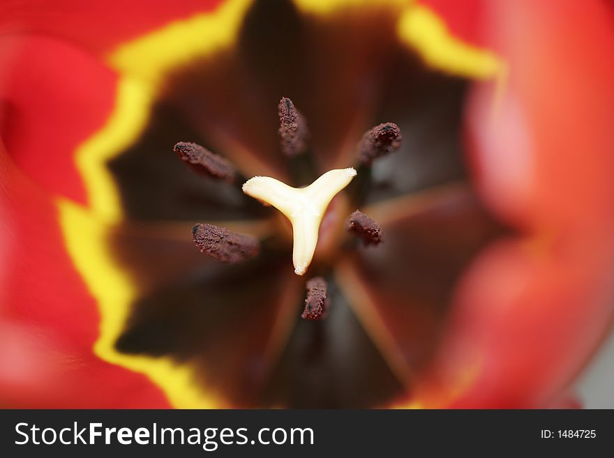 Red tulip by macro lense