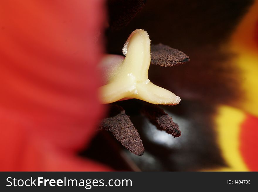 Tulip's pistil by macro lense