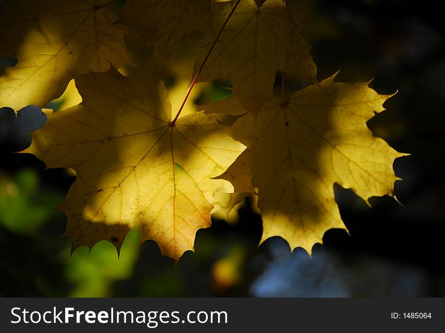 Yellow maple leaves, autumn, fall