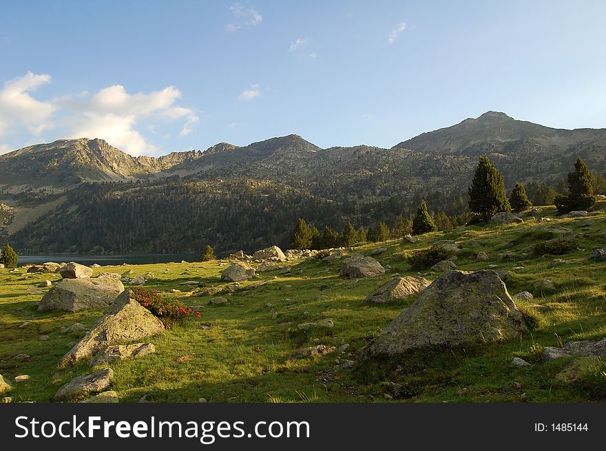 Field of rocks and grass in Pyrenees mountains, with flowers in foreground and pine trees in background. Field of rocks and grass in Pyrenees mountains, with flowers in foreground and pine trees in background.