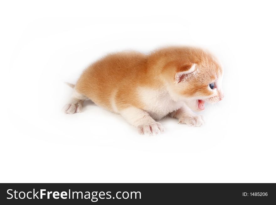 Small new born kitten with white back ground. Small new born kitten with white back ground