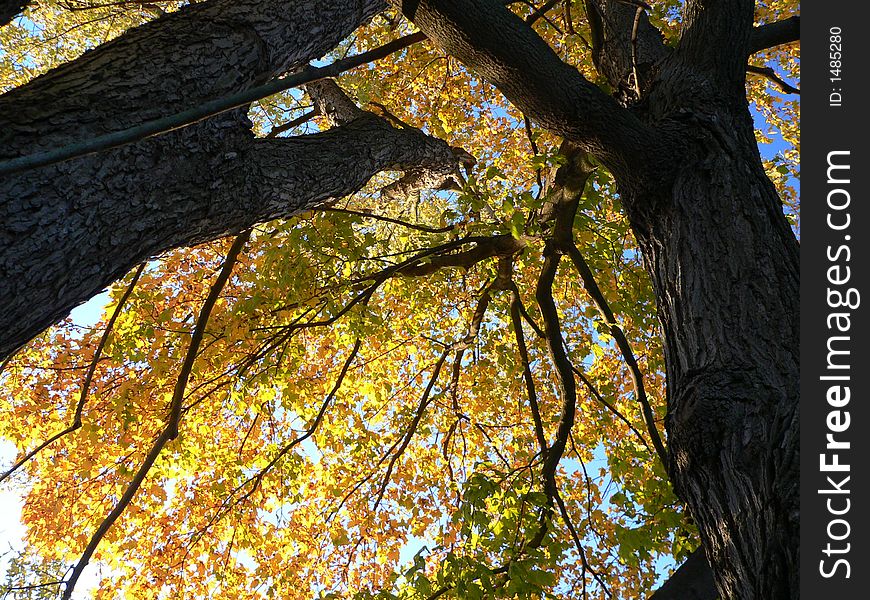 Looking up into the yellow leaves of an oak tree. Looking up into the yellow leaves of an oak tree