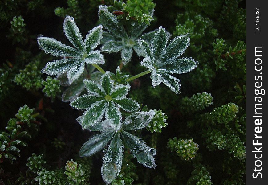 Frozen alpine plant in Kachemak Bay area of Alaska