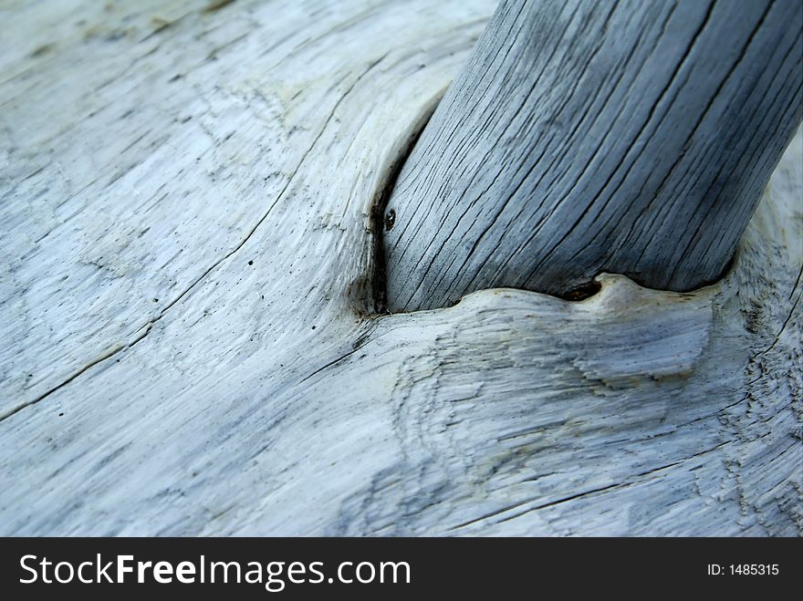 A macro of a branch on a piece of very weathered driftwood. A macro of a branch on a piece of very weathered driftwood
