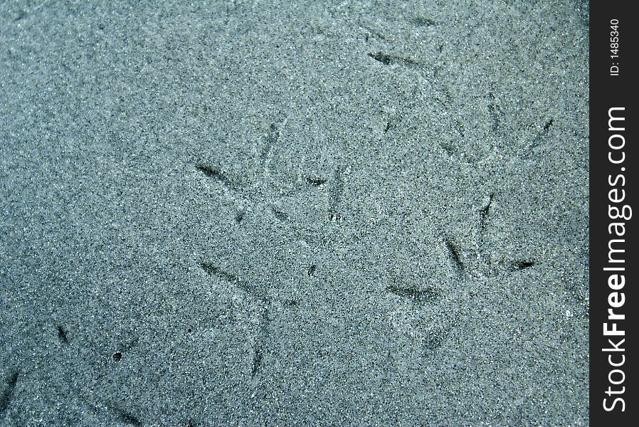 Bird Prints in the Sand
