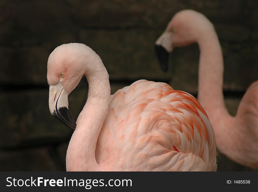 Two flamingos against a dark background. Two flamingos against a dark background.