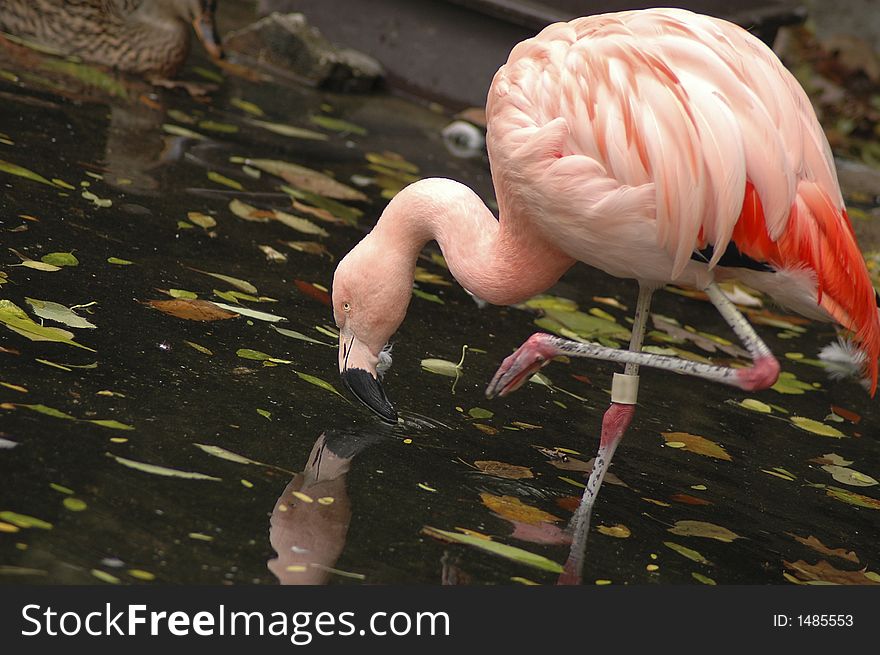 A flamingo feeding in a pond. A flamingo feeding in a pond.