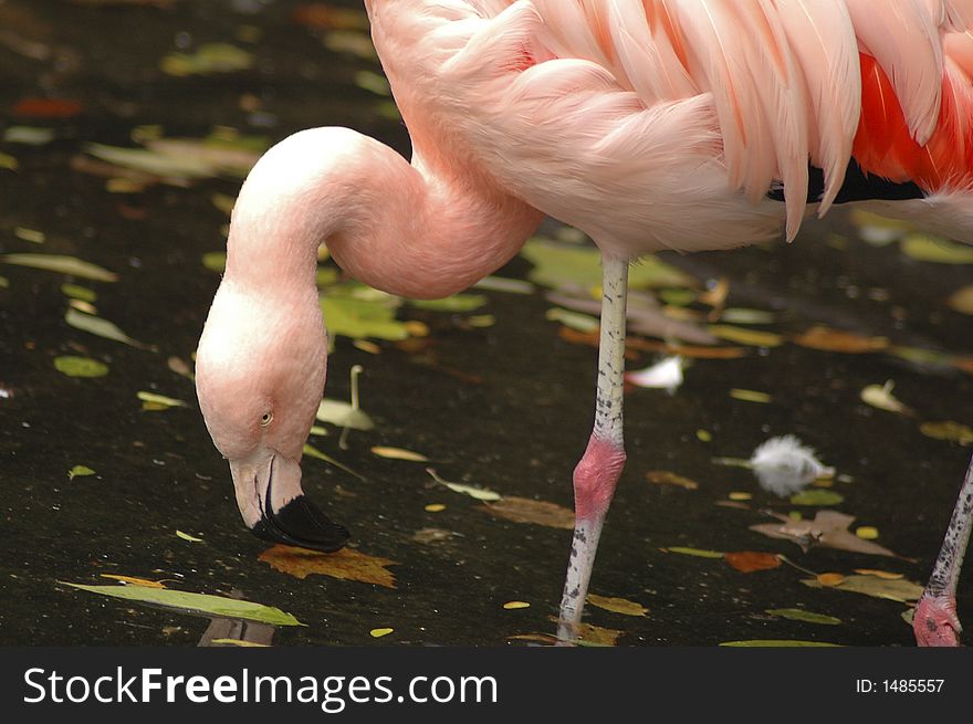 A flamingo feeding in a pond. A flamingo feeding in a pond.