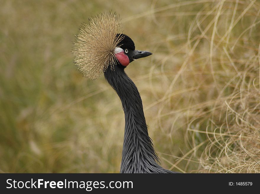 A black crane with a yellow crest.