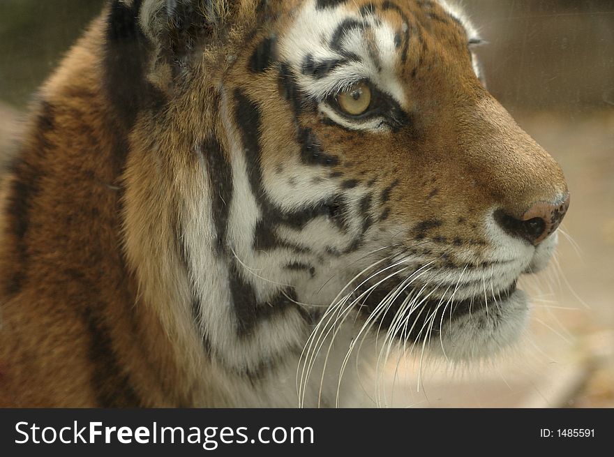 A closeup of a Siberian tiger's face. A closeup of a Siberian tiger's face.