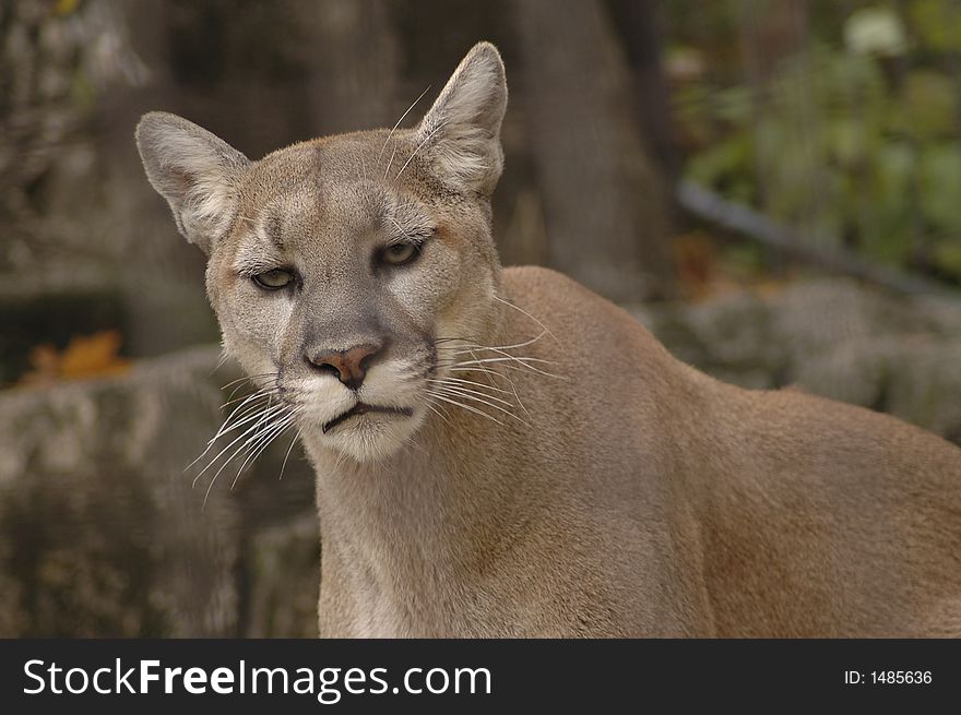A portrait of an angry mountain lion.