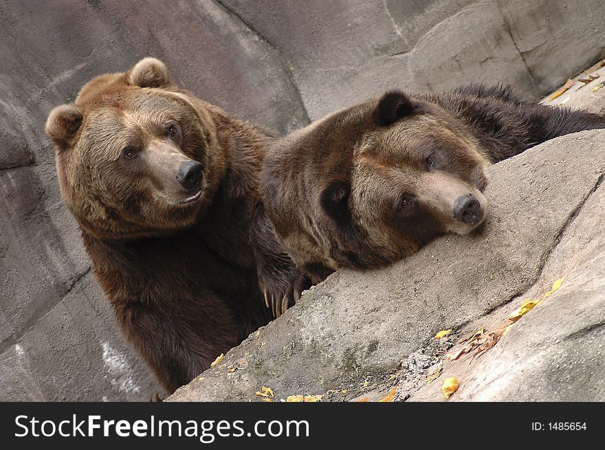 Two Alaskan brown bears sitting on a rock ledge. Two Alaskan brown bears sitting on a rock ledge.