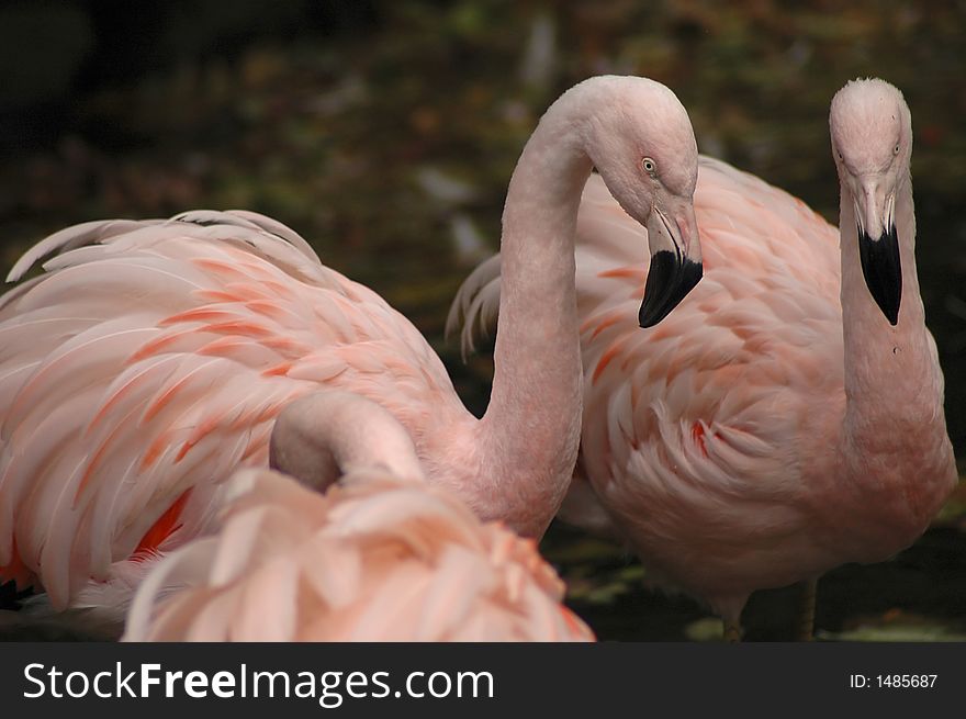 A gathering of pink flamingos. A gathering of pink flamingos.