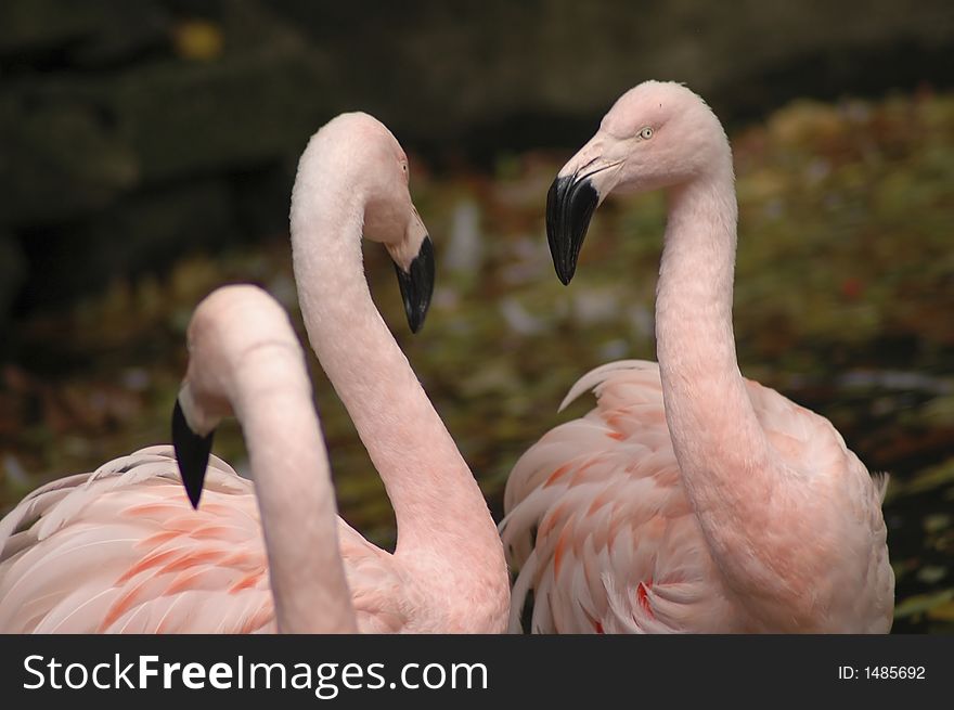 A gathering of pink flamingos. A gathering of pink flamingos.