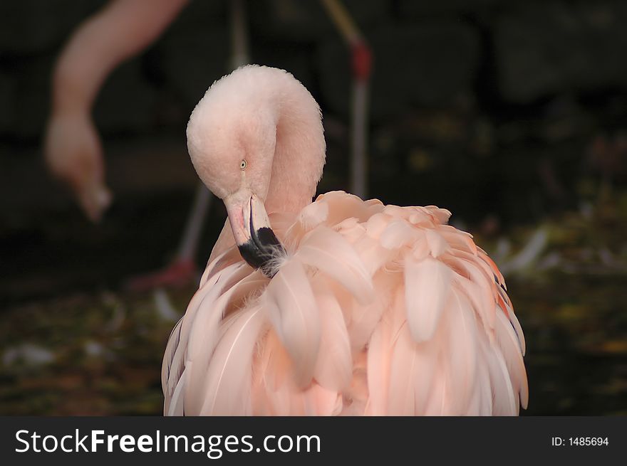 A flamingo preening its feathers. A flamingo preening its feathers.
