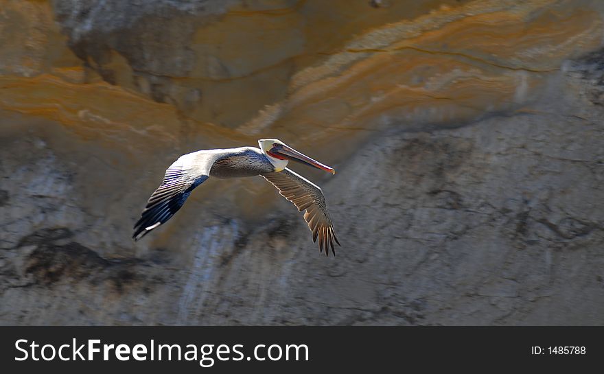 Colorful White Pelican In Flight