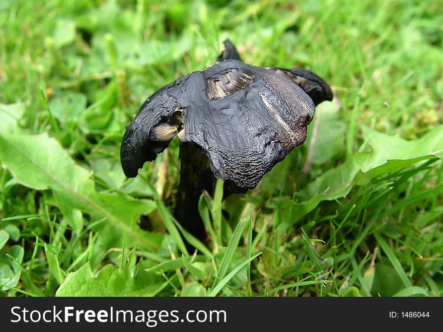 A black weathered fungi in grass