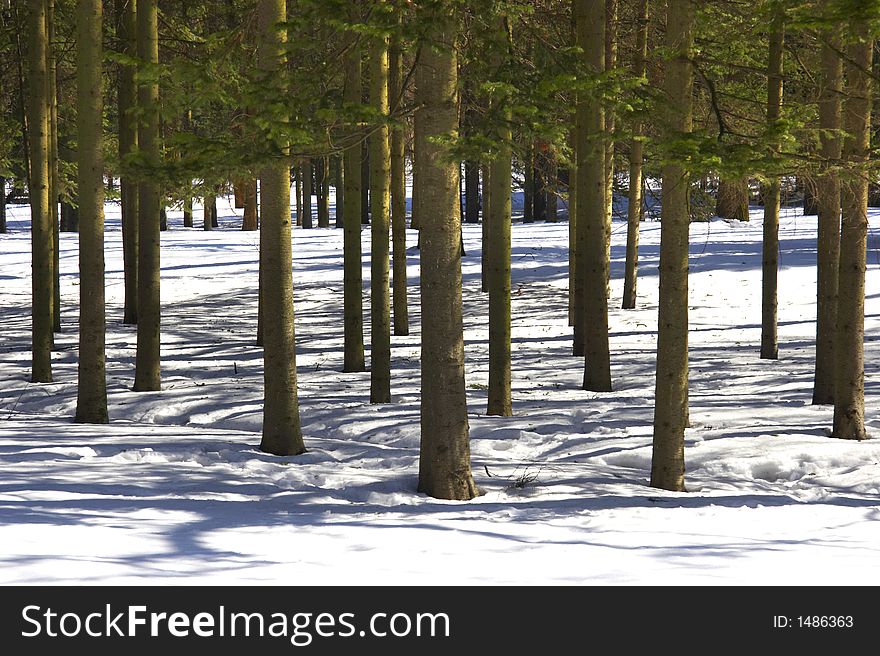 Tree shadows in winter forest. Tree shadows in winter forest