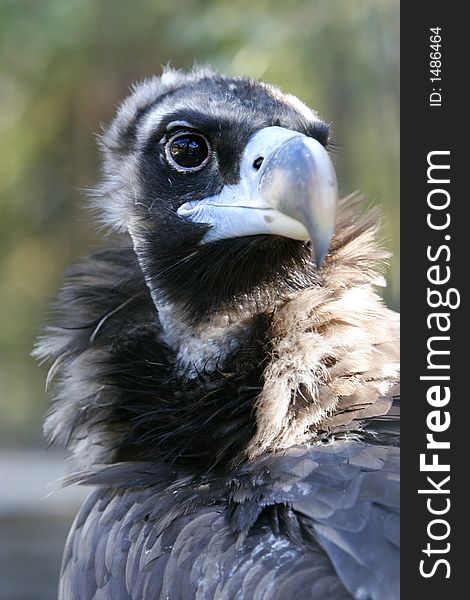 Close up of head of vulture