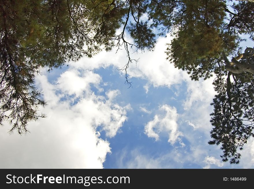 Some pine branches against a cloudy blue sky. Some pine branches against a cloudy blue sky