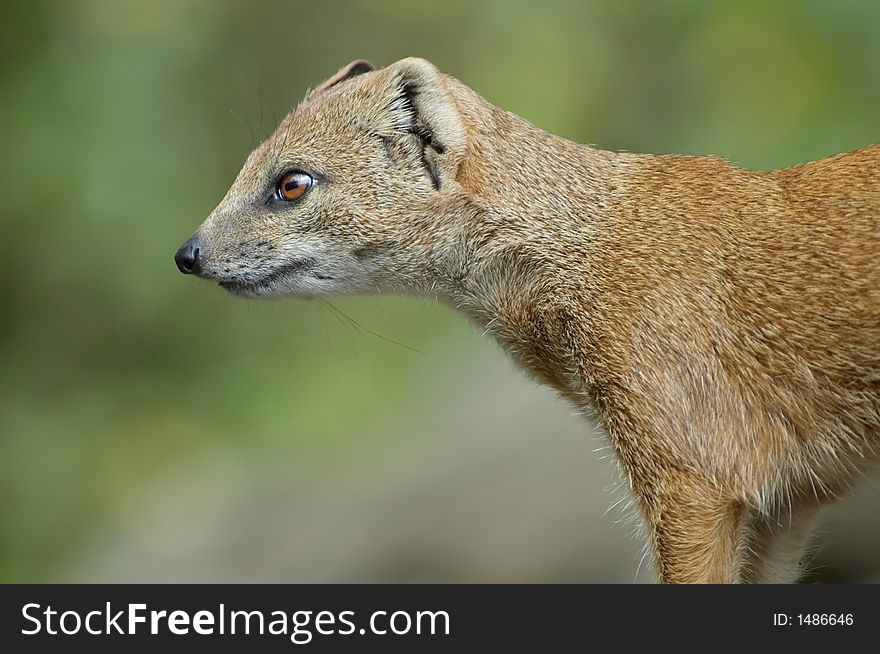 Close-up of a cute mongoose