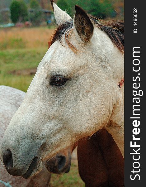 Nice headshot of a lovely buckskin horse