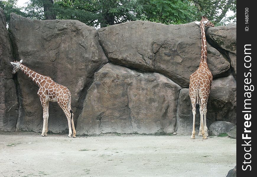 Two girraffes in the zoo. Two girraffes in the zoo