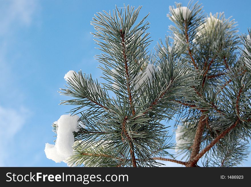 Pine Branch Covered With Snow