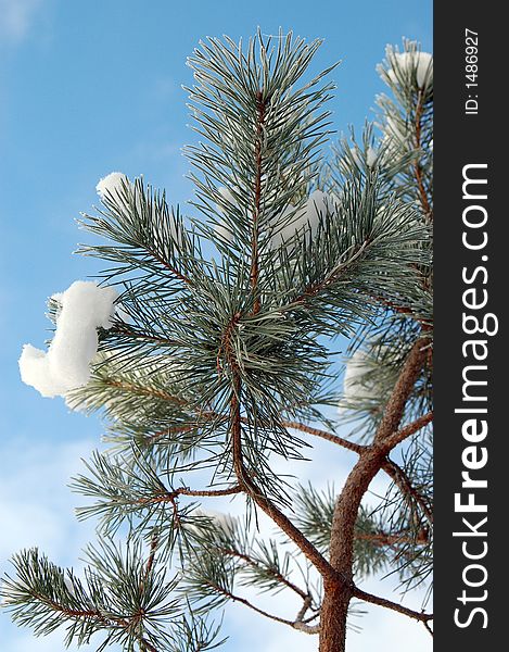 Latvian pine branch covered with snow