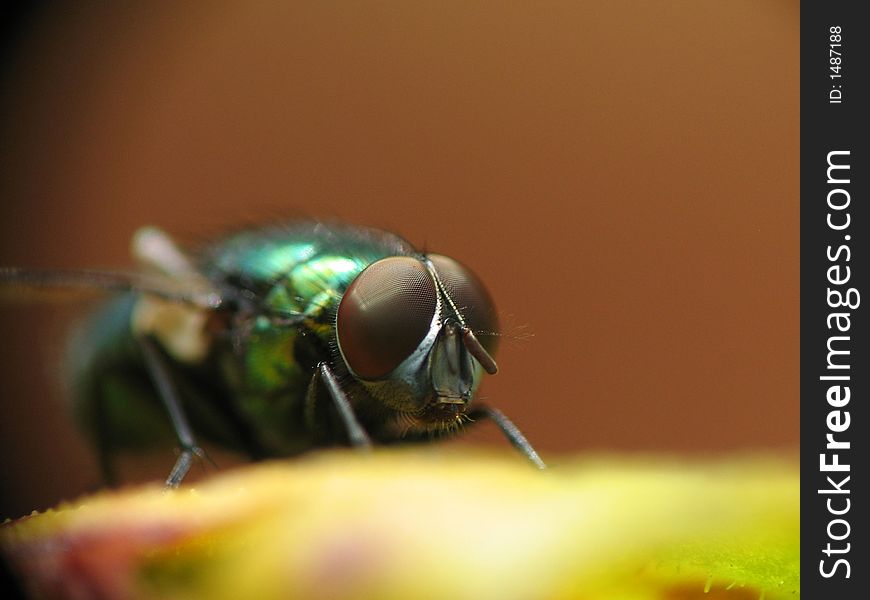 Closeup image from a fly