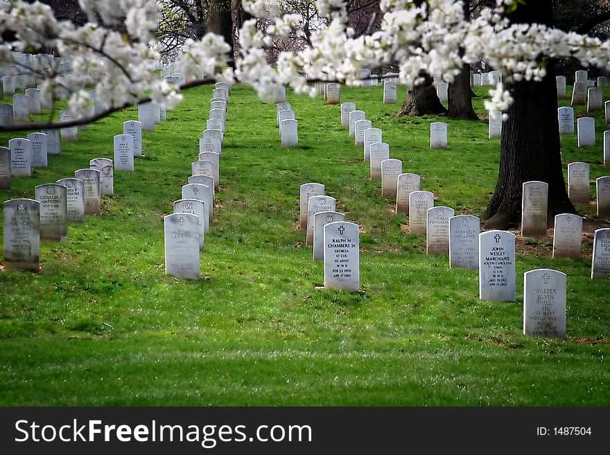 Tombstones at Arlington Cemetery with cherry branches in foreground. Tombstones at Arlington Cemetery with cherry branches in foreground.