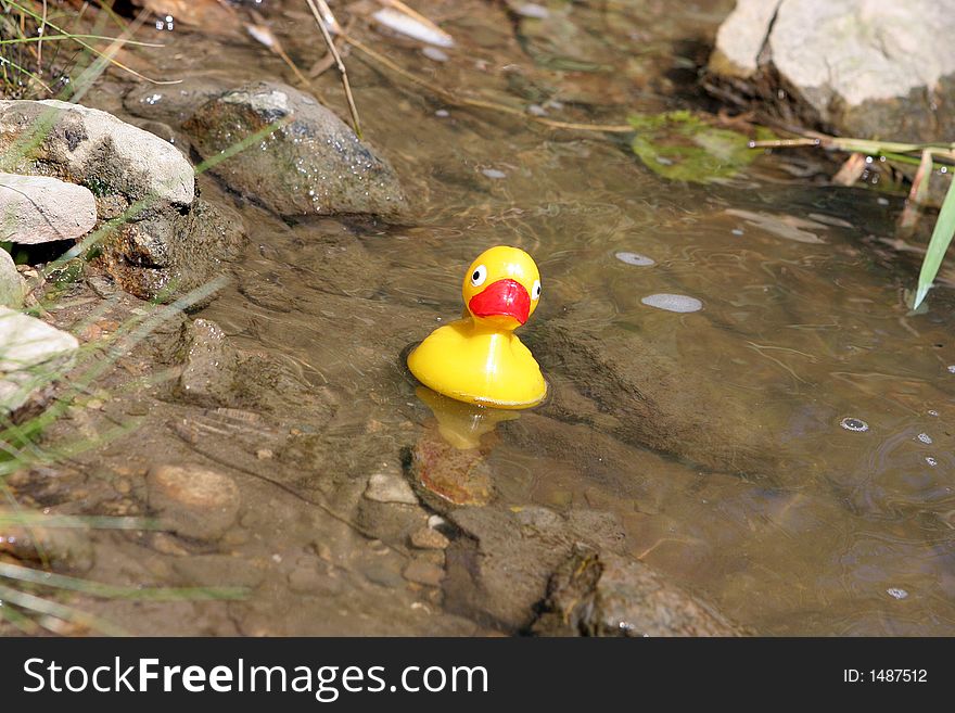 Yellow rubber duck in creek.