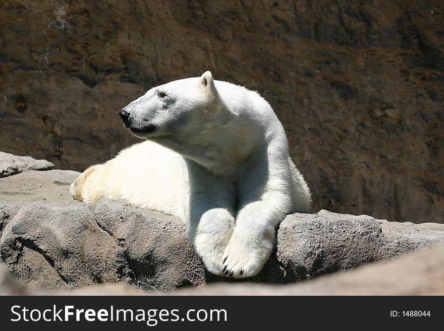 A polar bear hangs out on a rock overlooking the water. A polar bear hangs out on a rock overlooking the water.