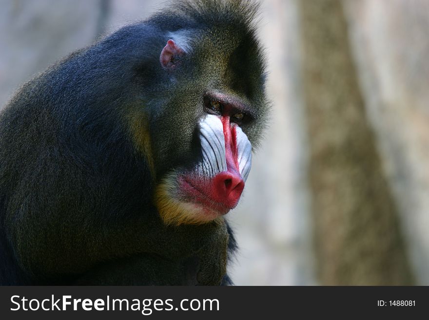 Male Mandrill sitting and looking out as in thought.