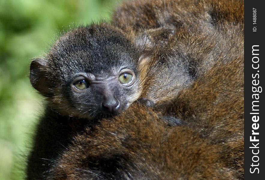Red Ruffed baby lemur on mothers back