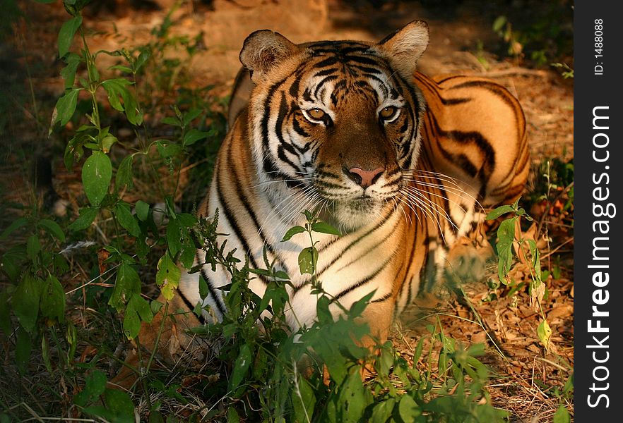 Tiger laying in morning light. Tiger laying in morning light