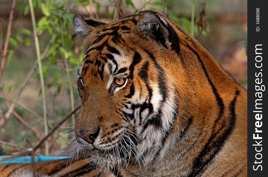 A male tiger laying in a small pool