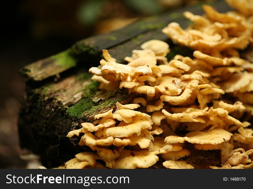 A yellow mushroom in the tree