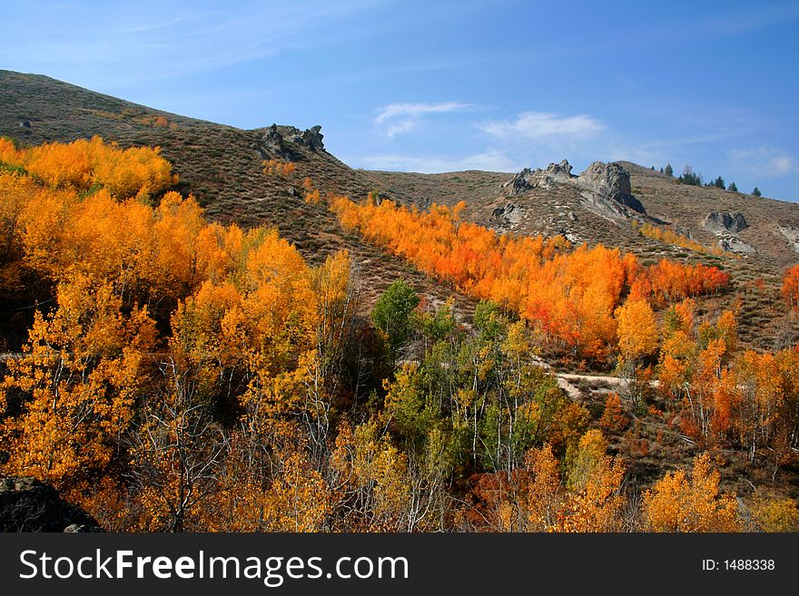 Aspens in fall color along Cat Creek, Elmore County Idaho. Aspens in fall color along Cat Creek, Elmore County Idaho