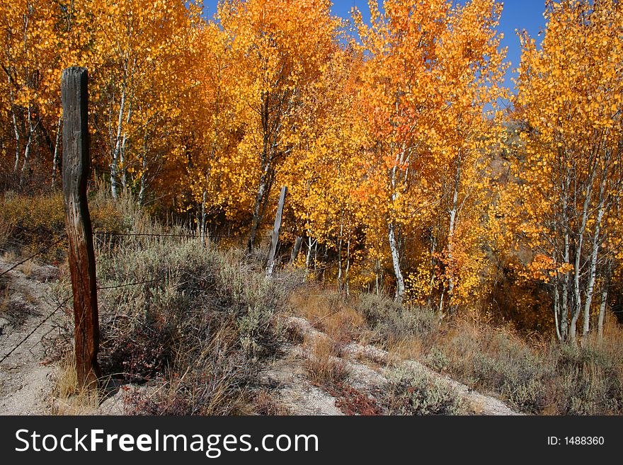 Aspens in fall color along Cat Creek, Elmore County Idaho. Aspens in fall color along Cat Creek, Elmore County Idaho