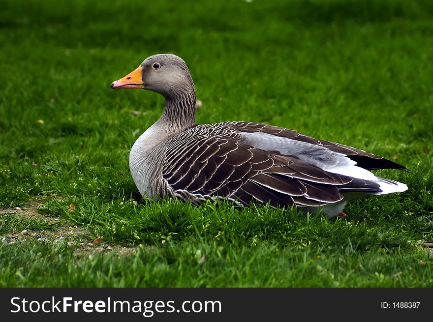 A Duck resting on kwe Gardens in England. A Duck resting on kwe Gardens in England
