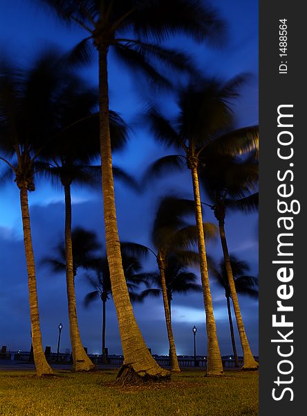 Coconut palms in front of a tropical resort. Coconut palms in front of a tropical resort.