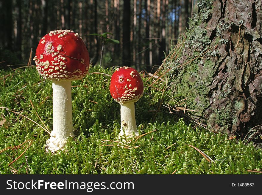 Two fly agarics growing in a wood. Two fly agarics growing in a wood